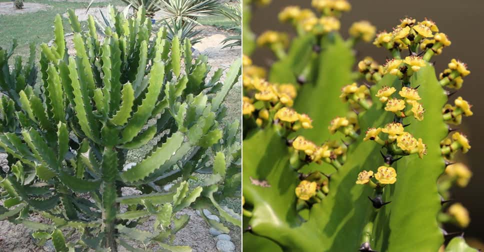 Người giàu bí mật trồng 6 cây trong nhà: Đuổi tà khí, hút tiền tài, con cháu "thơm lây" - Ảnh 3.