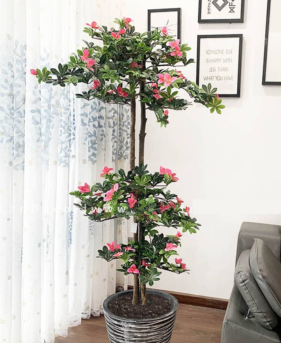 Ngày càng ít người trồng đỗ quyên trong nhà, 3 lý do nghe xong phải gật gù đồng ý- Ảnh 2.