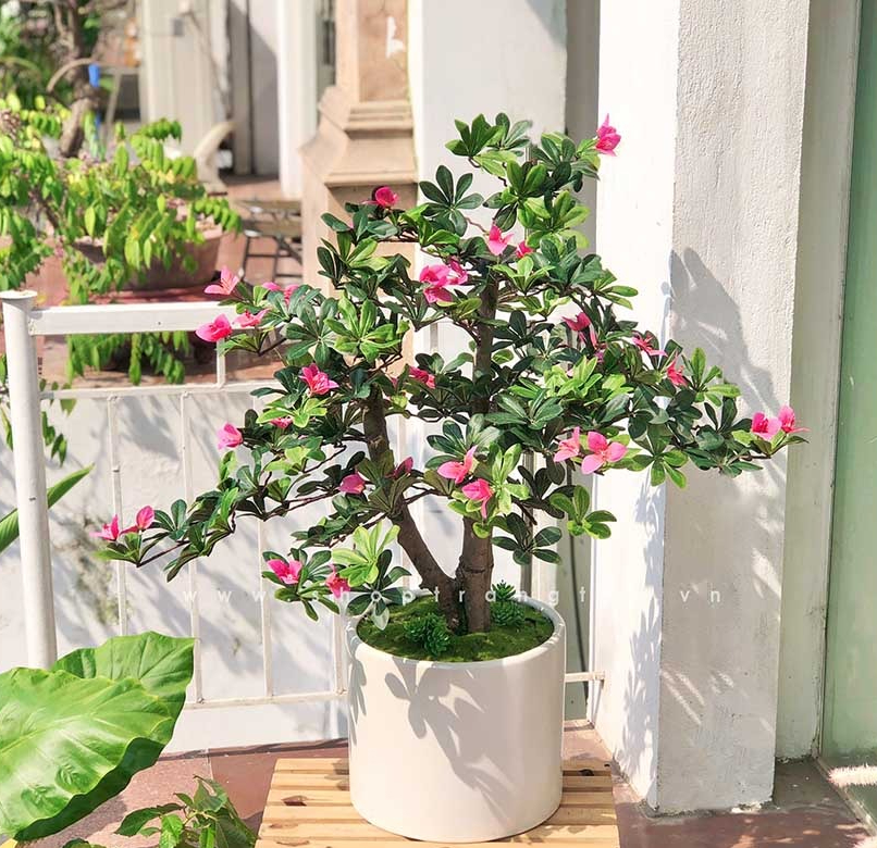 Ngày càng ít người trồng đỗ quyên trong nhà, 3 lý do nghe xong phải gật gù đồng ý- Ảnh 3.