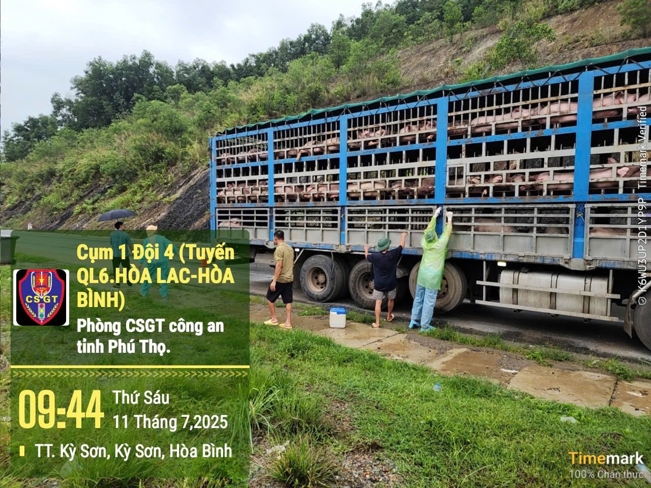 Cận cảnh 190 con lợn dương tính với dịch tả châu Phi đang vận chuyển về Hà Nội- Ảnh 1.