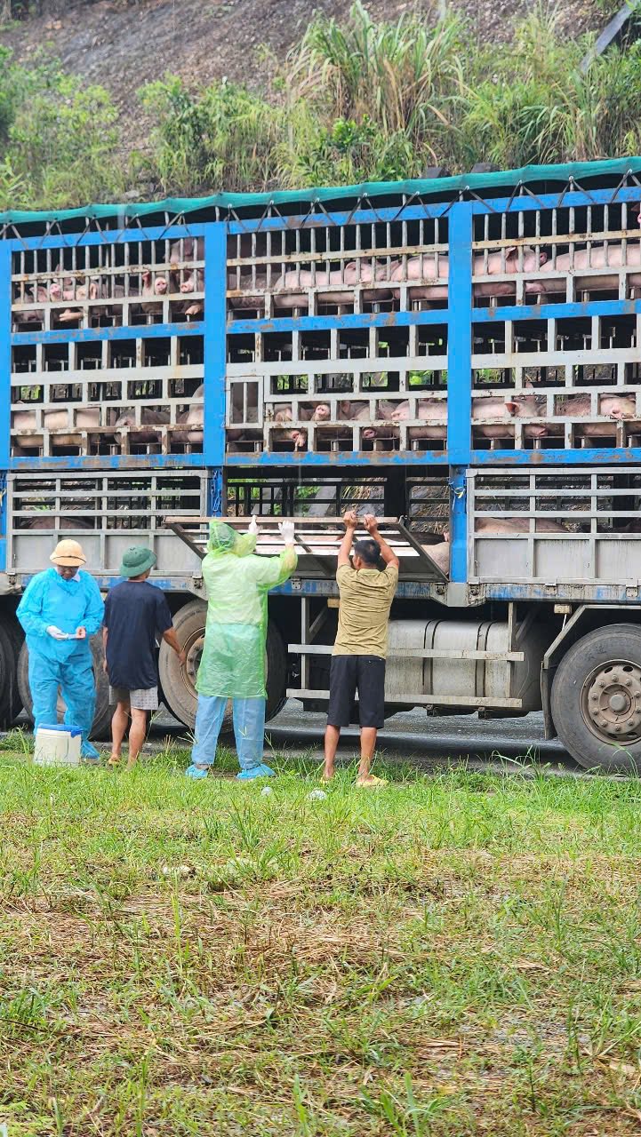 Cận cảnh 190 con lợn dương tính với dịch tả châu Phi đang vận chuyển về Hà Nội- Ảnh 2.