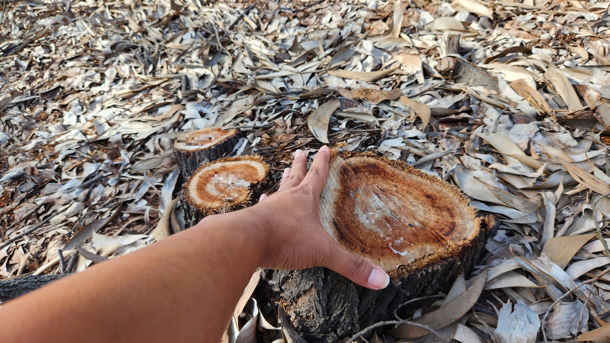 Hơn 3,14 ha rừng ven biển bị chặt hạ, 1.461 cây keo biến mất, thủ phạm là ai?- Ảnh 3. Hơn 3,14 ha rừng ven biển bị chặt hạ, 1.461 cây keo biến mất, thủ phạm là ai?- Ảnh 3.