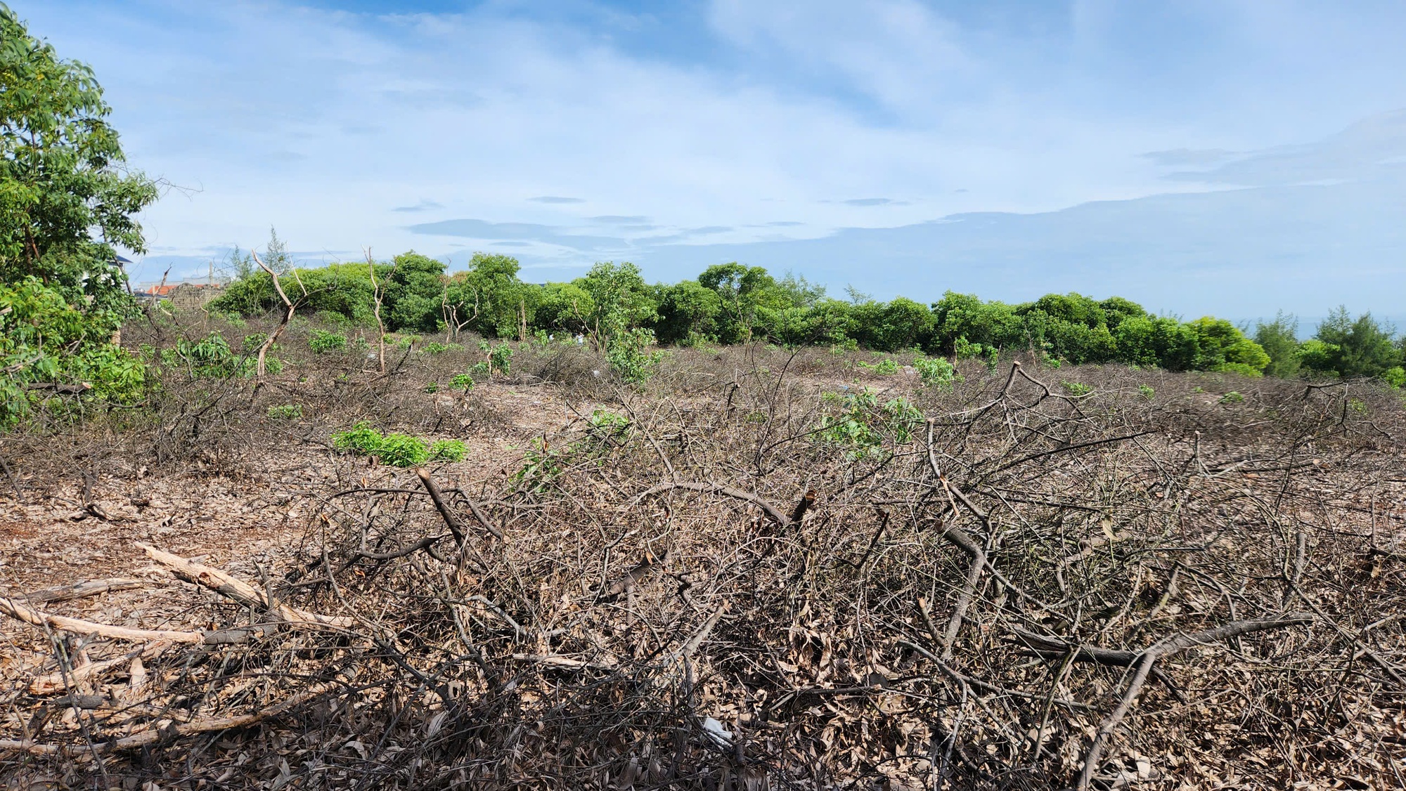 Hơn 3,14 ha rừng ven biển bị chặt hạ, 1.461 cây keo biến mất, thủ phạm là ai?- Ảnh 4. Hơn 3,14 ha rừng ven biển bị chặt hạ, 1.461 cây keo biến mất, thủ phạm là ai?- Ảnh 4.