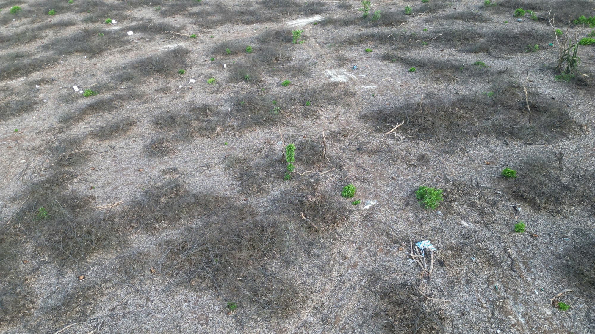 Hơn 3,14 ha rừng ven biển bị chặt hạ, 1.461 cây keo biến mất, thủ phạm là ai?- Ảnh 1. Hơn 3,14 ha rừng ven biển bị chặt hạ, 1.461 cây keo biến mất, thủ phạm là ai?- Ảnh 1.