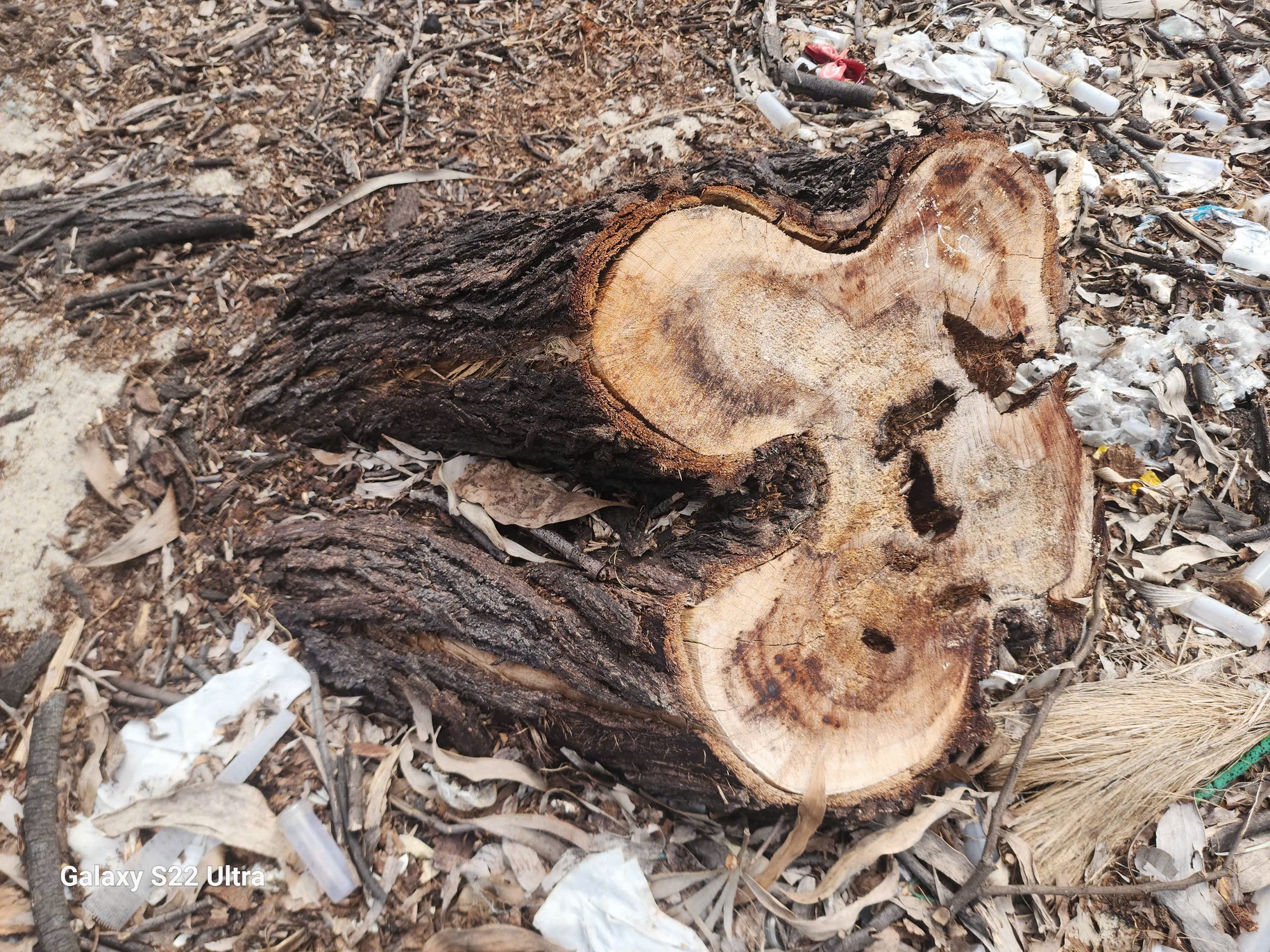 Hơn 3,14 ha rừng ven biển bị chặt hạ, 1.461 cây keo biến mất, thủ phạm là ai?- Ảnh 2. Hơn 3,14 ha rừng ven biển bị chặt hạ, 1.461 cây keo biến mất, thủ phạm là ai?- Ảnh 2.