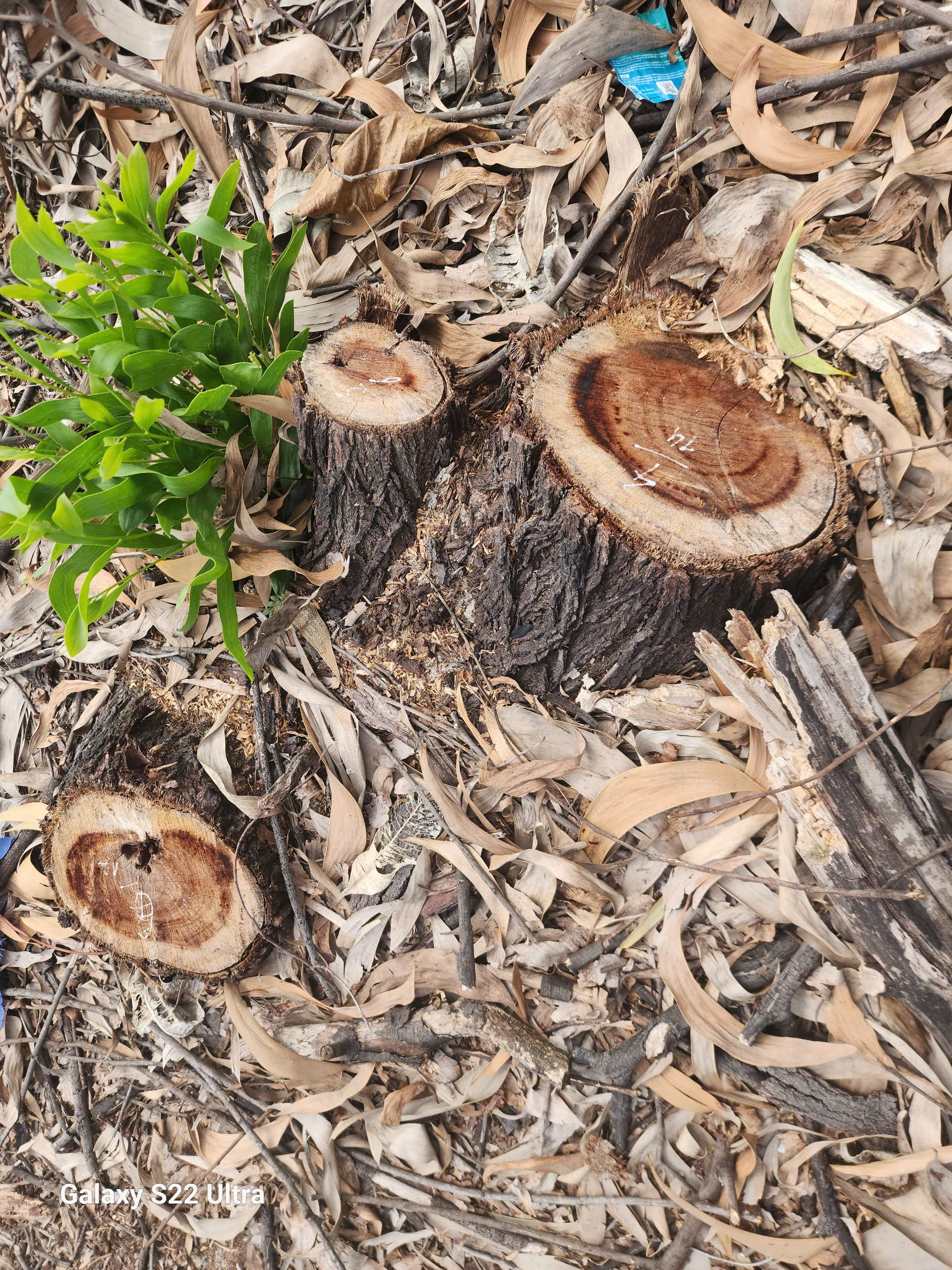 Hơn 3,14 ha rừng ven biển bị chặt hạ, 1.461 cây keo biến mất, thủ phạm là ai?- Ảnh 5. Hơn 3,14 ha rừng ven biển bị chặt hạ, 1.461 cây keo biến mất, thủ phạm là ai?- Ảnh 5.