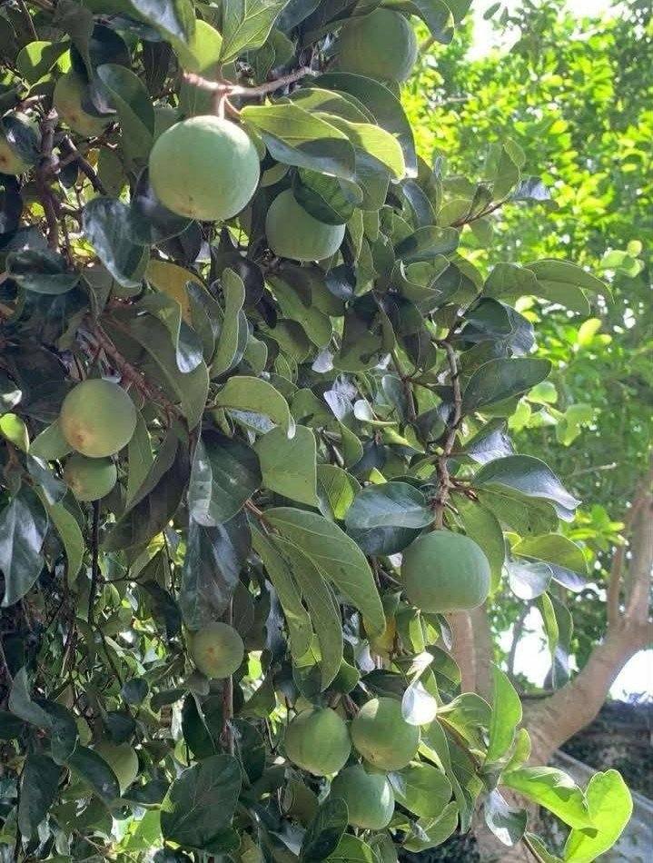 Thức quà mùa hè từ núi rừng chỉ có thể thưởng thức khi đến Cao Bằng- Ảnh 3.