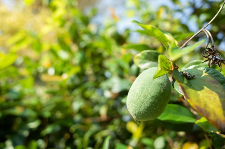 Thức quà mùa hè từ núi rừng chỉ có thể thưởng thức khi đến Cao Bằng- Ảnh 1.