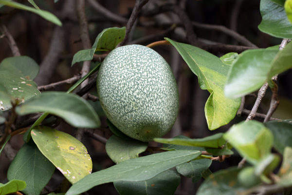 Thức quà mùa hè từ núi rừng chỉ có thể thưởng thức khi đến Cao Bằng- Ảnh 2.