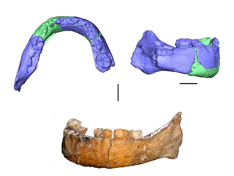 Tìm ra con lai “F1” của người hiện đại và một loài khác ở Israel? - Ảnh 2.