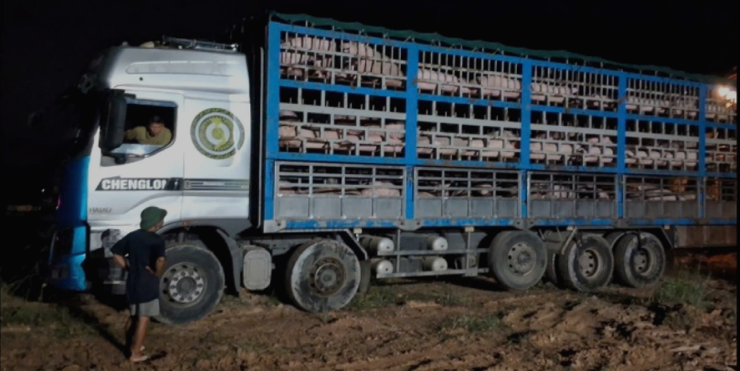 Tiêu hủy ngay trong đêm 200 con lợn nhiễm virus dịch tả lợn châu Phi chuẩn bị đưa ra thị trường tiêu thụ - Ảnh 1.