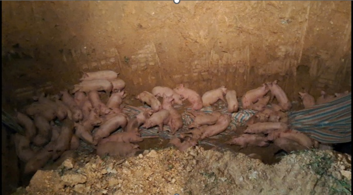 Tiêu hủy ngay trong đêm 200 con lợn nhiễm virus dịch tả lợn châu Phi chuẩn bị đưa ra thị trường tiêu thụ - Ảnh 2.