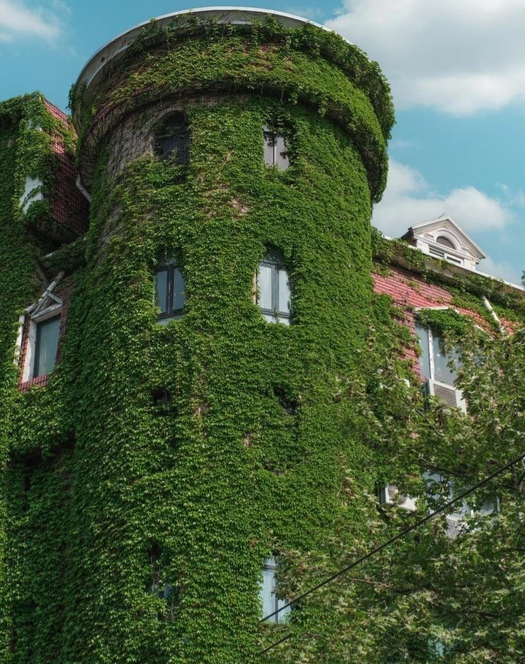 Loài cây đổi màu như "tắc kè hoa", trồng trước nhà tài lộc sinh sôi, cây càng thịnh người càng vượng - Ảnh 1.