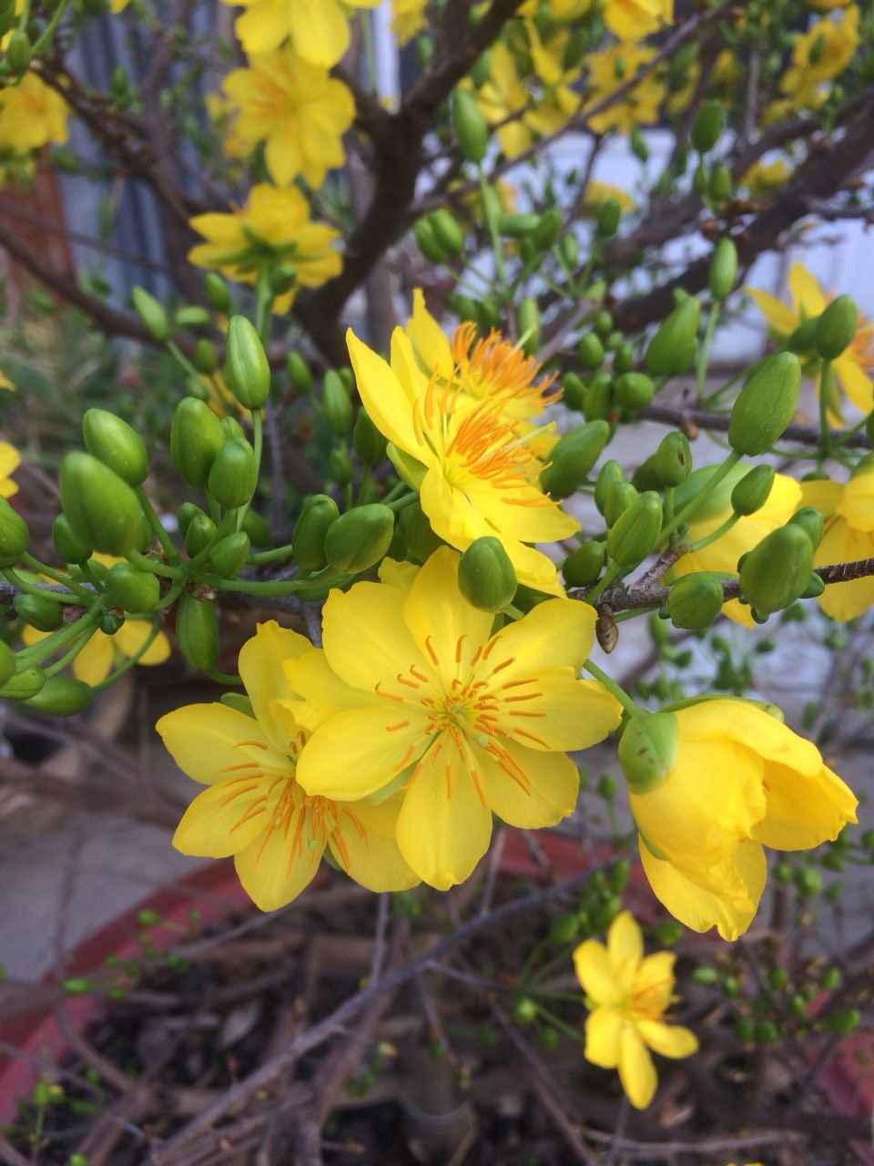 Trong nhà có loài hoa này, gia chủ không lo hết tiền, con cháu khỏe mạnh thông minh- Ảnh 3.