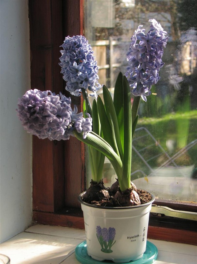 Bật cười 4 loài cây 