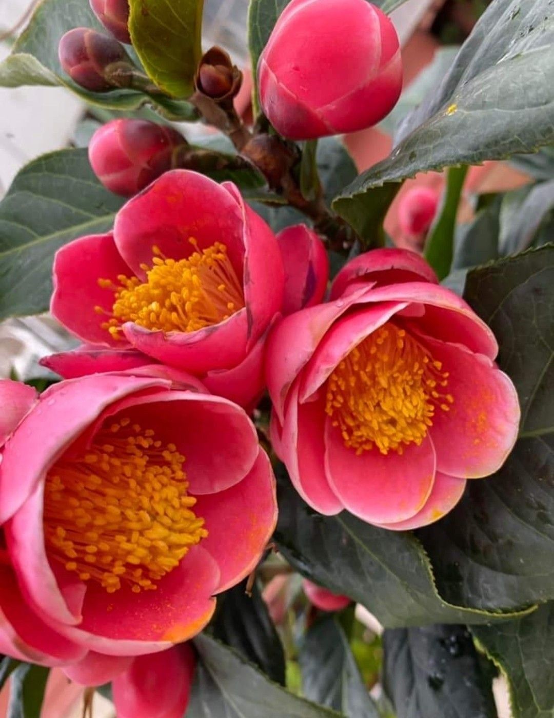 Trong nhà có loài hoa này, gia chủ không lo hết tiền, con cháu khỏe mạnh thông minh- Ảnh 2.