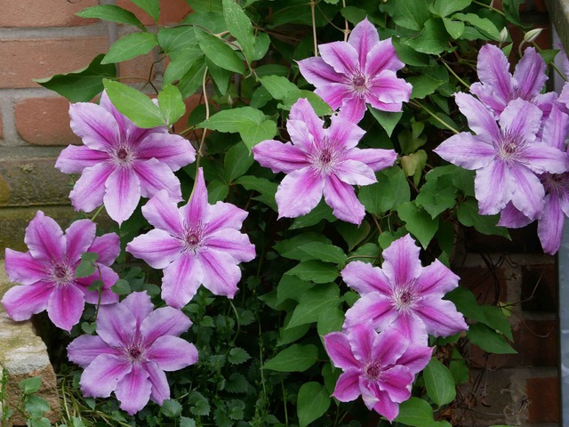 Bật cười 4 loài cây 