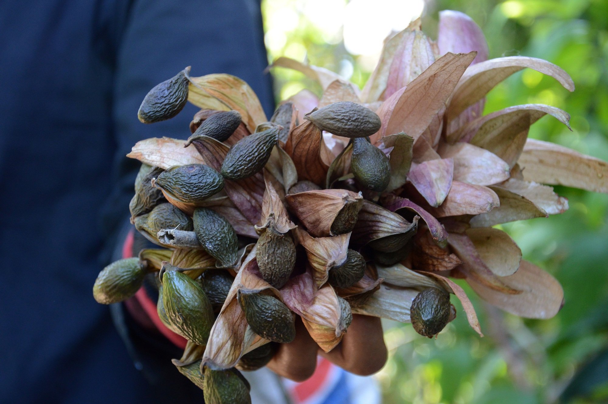 Người dân Đà Nẵng đổ vào rừng nhặt "lộc trời" bay có giá đến nửa triệu/kg: Công dụng tuyệt vời thế này bảo sao "đắt đỏ"?- Ảnh 2.