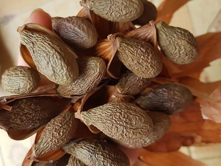 Người dân Đà Nẵng đổ vào rừng nhặt "lộc trời" bay có giá đến nửa triệu/kg: Công dụng tuyệt vời thế này bảo sao "đắt đỏ"?- Ảnh 1.