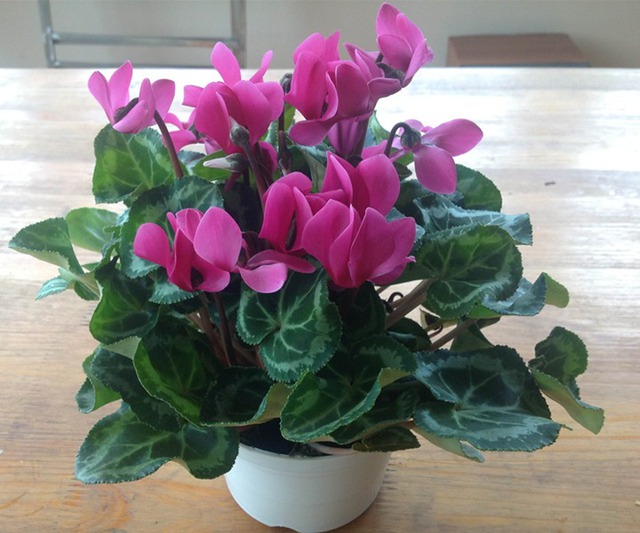 Bật cười 4 loài cây 