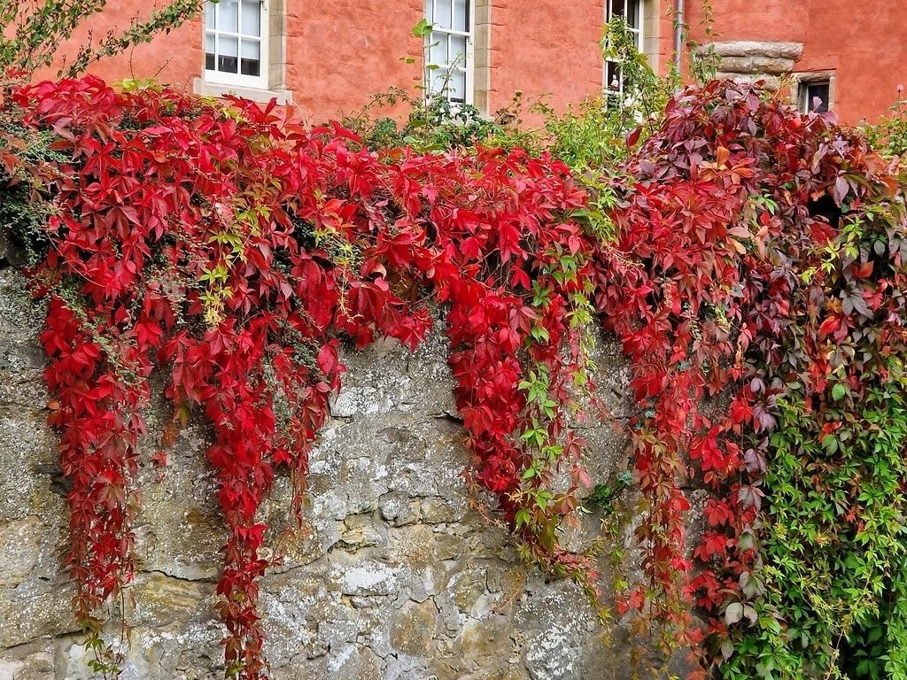 Loài cây đổi màu như "tắc kè hoa", trồng trước nhà tài lộc sinh sôi, cây càng thịnh người càng vượng - Ảnh 4.