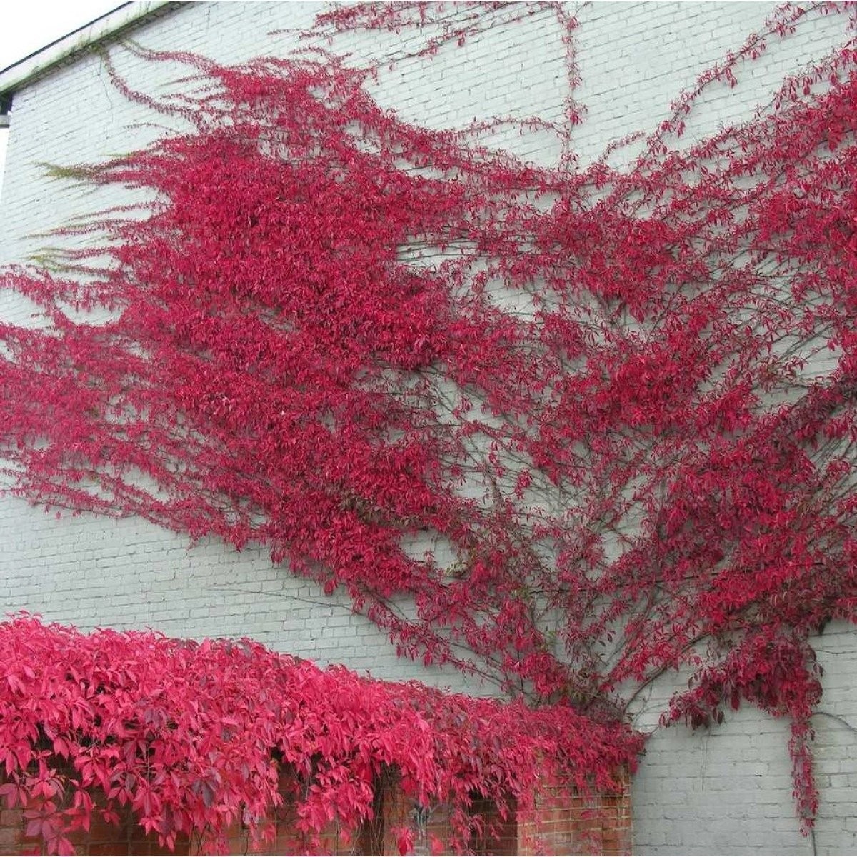 Loài cây đổi màu như "tắc kè hoa", trồng trước nhà tài lộc sinh sôi, cây càng thịnh người càng vượng - Ảnh 2.