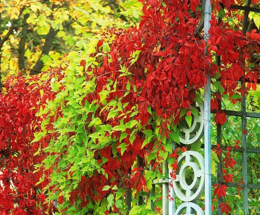 Loài cây đổi màu như "tắc kè hoa", trồng trước nhà tài lộc sinh sôi, cây càng thịnh người càng vượng - Ảnh 5.