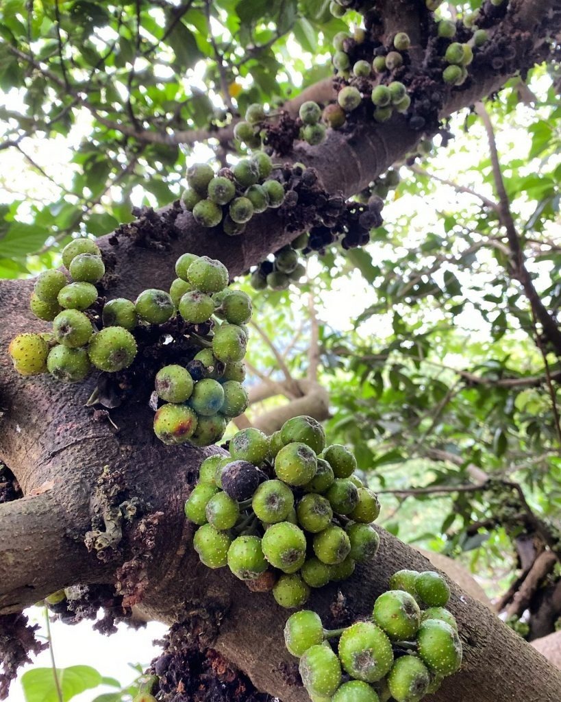 Cây sung nên trồng trước cổng hay phía sau nhà thì hợp phong thủy?- Ảnh 2.