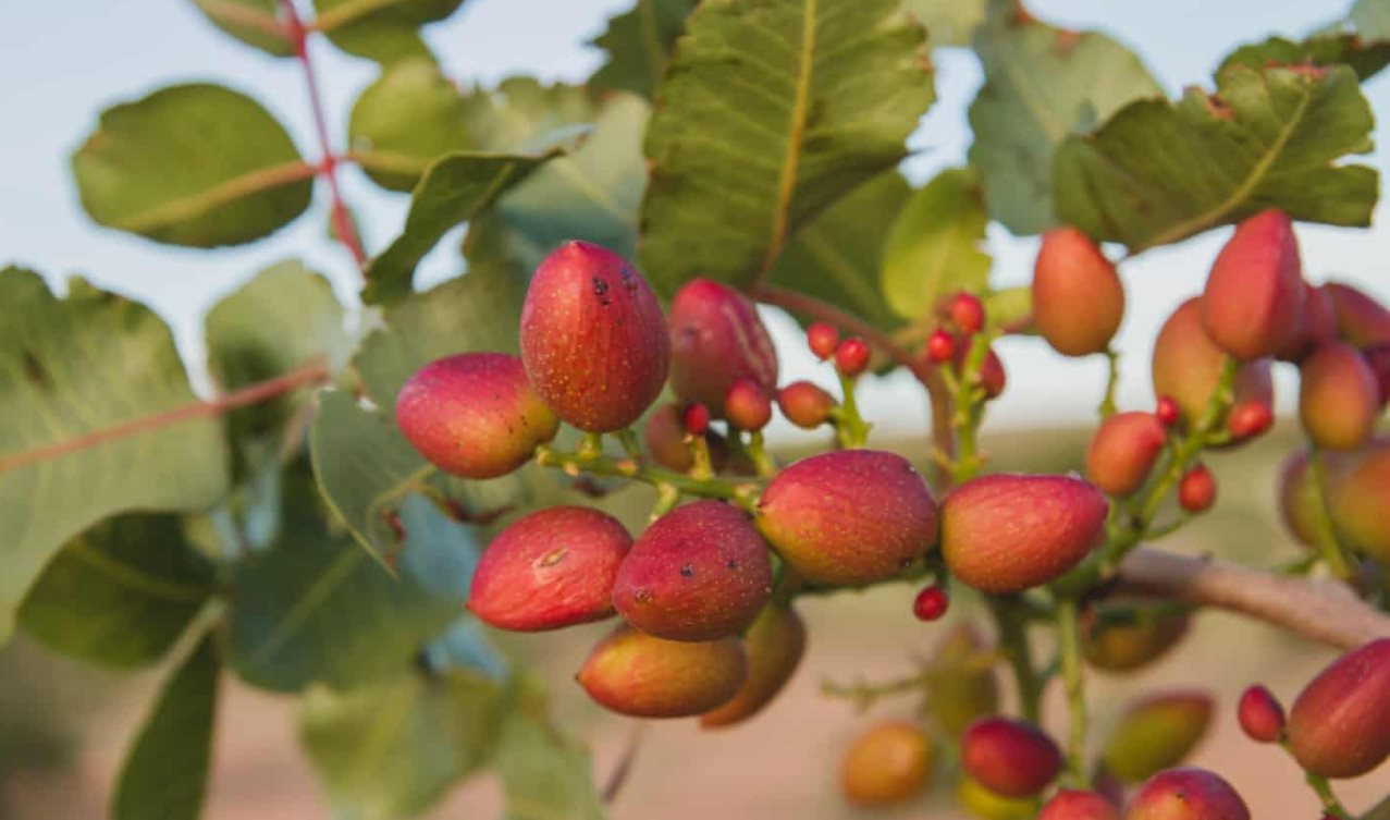 Người Việt "chịu chơi": Chi gần 4.000 tỷ đồng mua một loại hạt về "nhâm nhi"- Ảnh 1.