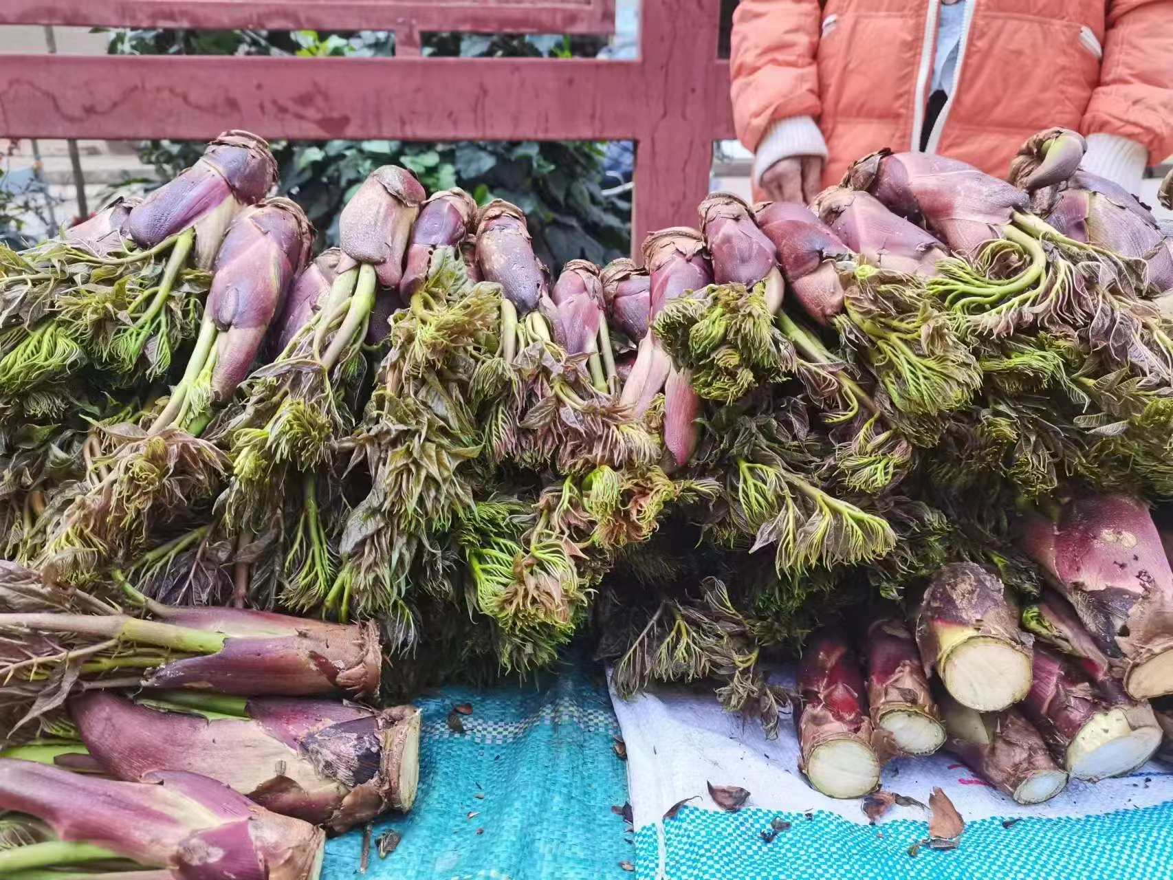 Việt Nam có loại rau mọc dại, người Trung Quốc ví là “cao lương mỹ vị số 1 thế giới”: Tốt hơn cả nhân sâm- Ảnh 1.