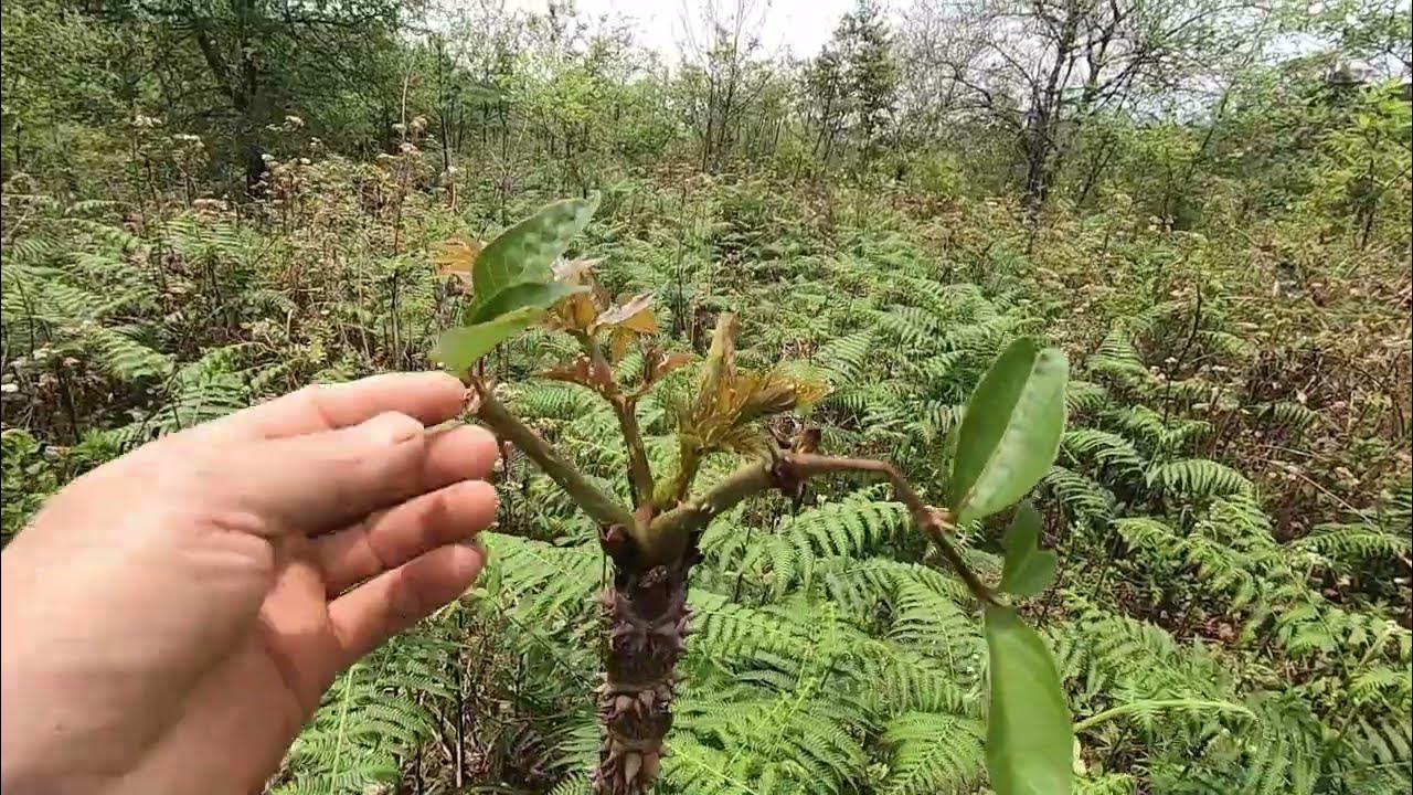 Việt Nam có loại rau mọc dại, người Trung Quốc ví là “cao lương mỹ vị số 1 thế giới”: Tốt hơn cả nhân sâm- Ảnh 2.