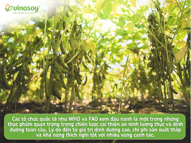 Đậu nành – Hạt vàng trong làng hạt lên ngôi theo xu hướng dinh dưỡng thực vật - Ảnh 3.
