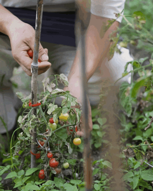 Bỏ phố về làng, cặp vợ chồng chỉ làm 3 ngày mỗi tuần, sống "một kiểu giàu có" nhiều người mơ ước - Ảnh 11. Bỏ phố về làng, cặp vợ chồng chỉ làm 3 ngày mỗi tuần, sống "một kiểu giàu có" nhiều người mơ ước - Ảnh 11.