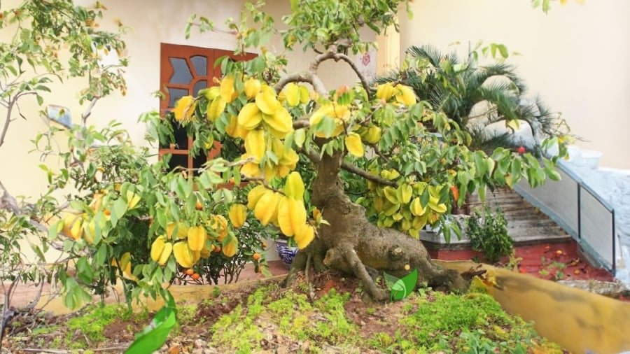 Trồng cây này trước cửa vừa cho bóng mát vừa giúp gia đình thịnh vượng, con cháu dễ thành tài- Ảnh 3.