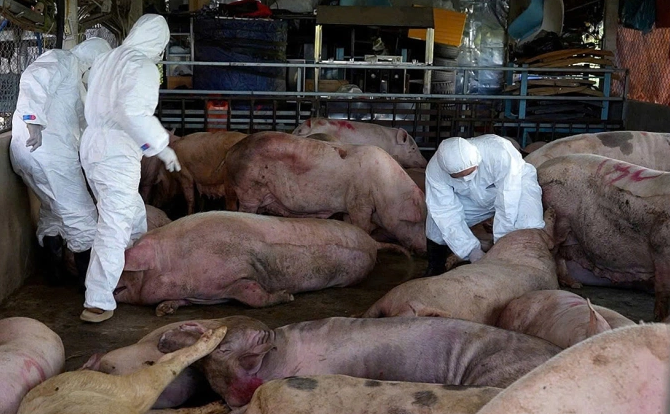 Phát hiện cơ sở thu mua lợn bị dịch tả để bán làm lạp xưởng- Ảnh 1.