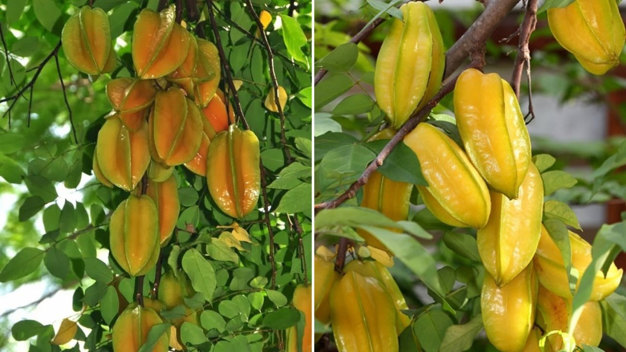 Trồng cây này trước cửa vừa cho bóng mát vừa giúp gia đình thịnh vượng, con cháu dễ thành tài- Ảnh 1.