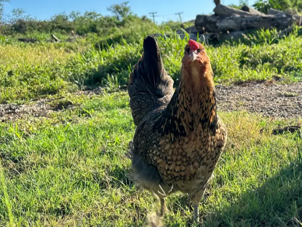 U50 bán nhà, tất tay mua mảnh đất trống, cặp vợ chồng hối hận vì ‘túp lều lãng mạn’ hoá ác mộng: Không nhà, không điện nước, thiếu thốn đủ đường- Ảnh 1.