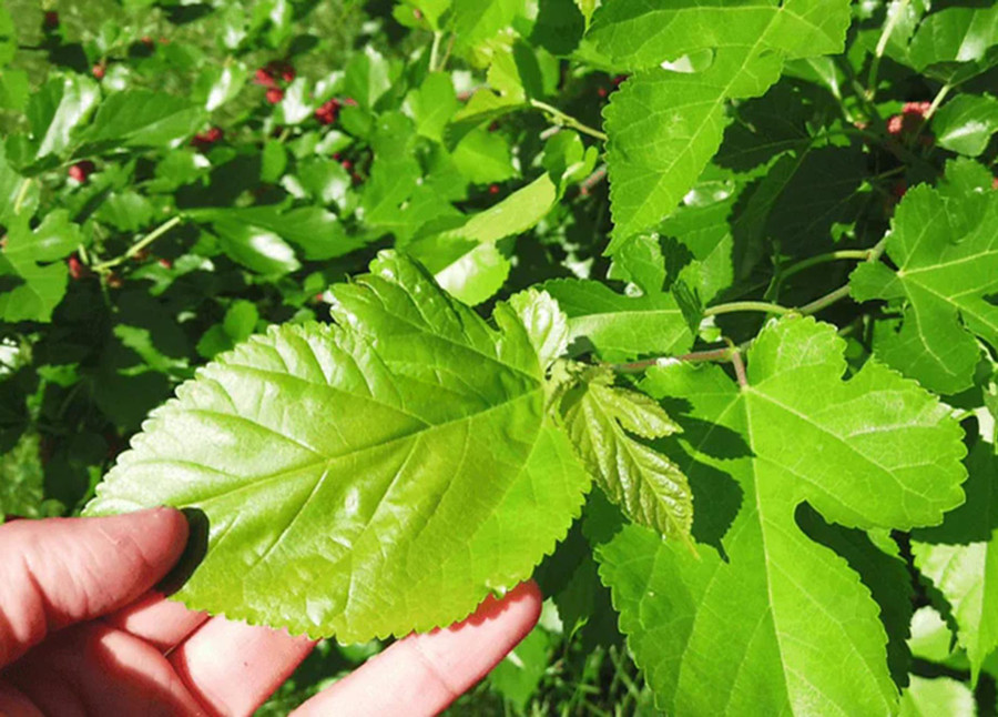 Việt Nam có loại lá chống rụng tóc, kích thích mọc tóc cực tốt: Biết dùng còn giảm mỡ máu, chống ung thư- Ảnh 2.