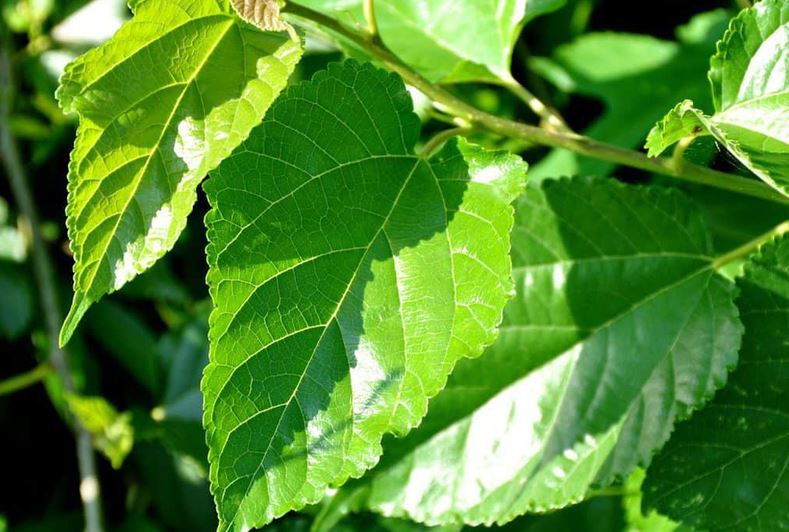 Việt Nam có loại lá chống rụng tóc, kích thích mọc tóc cực tốt: Biết dùng còn giảm mỡ máu, chống ung thư- Ảnh 1.