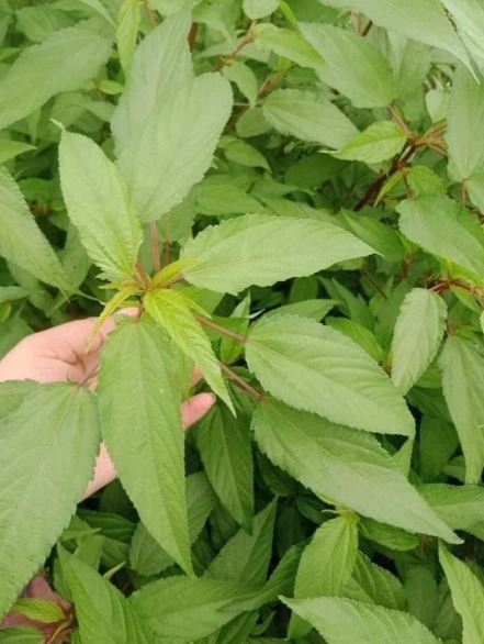 Loại rau ít ngậm hóa chất người Nhật "thích mê", ở chợ Việt giá rẻ bèo - Ảnh 1.