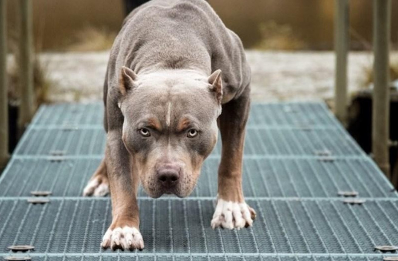 Vuốt ve chó pitbull giữa phố, người phụ nữ bị cắn biến dạng khuôn mặt