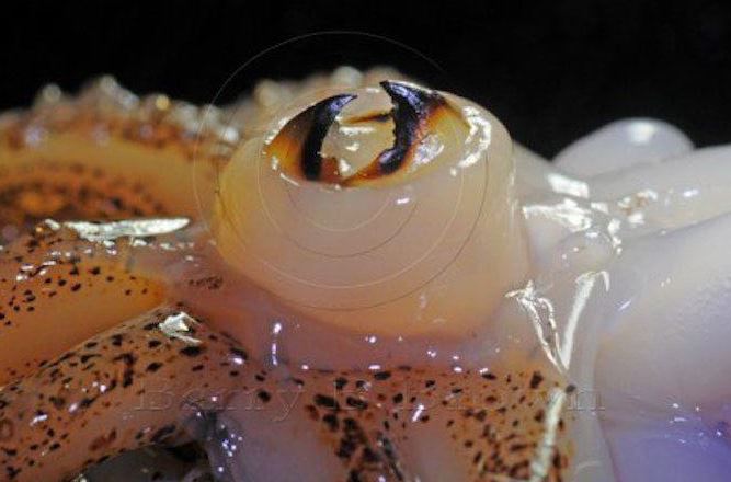 Thứ xưa bị vứt bỏ không ai ăn, nay thành đặc sản dân phố thích mê, 200.000 đồng/kg