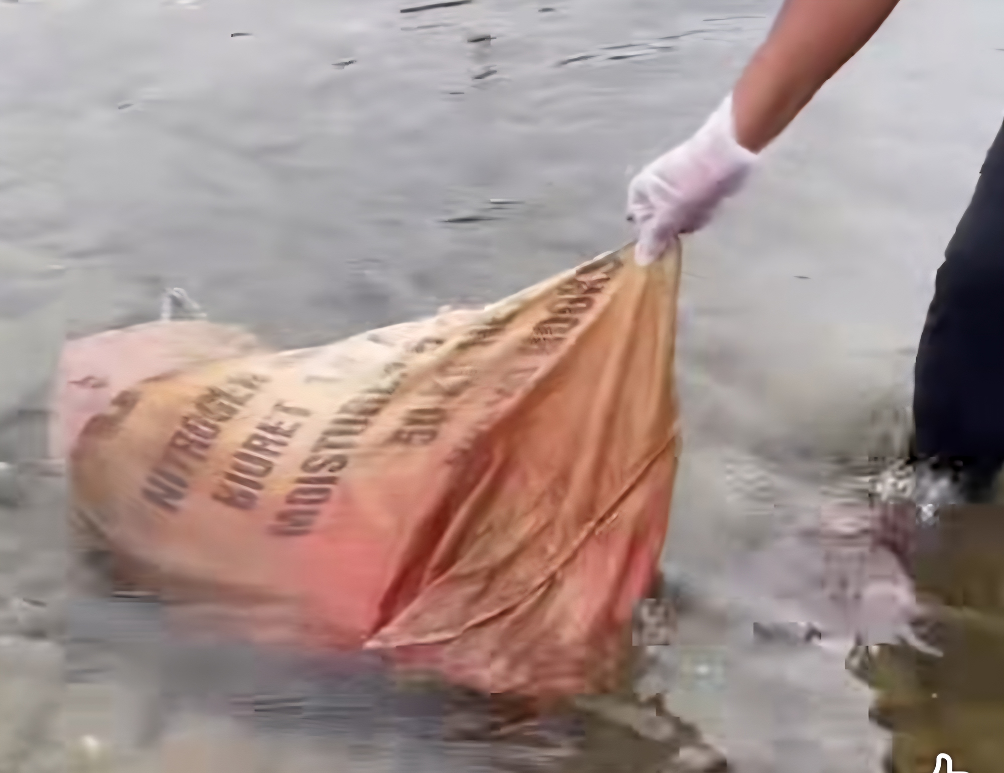 Phẫn nộ cảnh heo bệnh chết bị vứt xuống dòng suối ở Phong Nha- Ảnh 2.