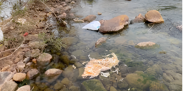 Phẫn nộ cảnh heo bệnh chết bị vứt xuống dòng suối ở Phong Nha- Ảnh 1.