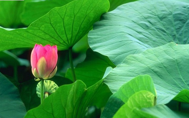 Việt Nam có loại lá dân dã, dùng pha nước uống giúp “quét sạch” mỡ máu, cực tốt cho gan