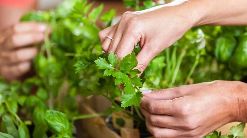 4 loại rau chứa đầy ký sinh trùng nhưng nhiều người vẫn vô tư ăn sống, tái mỗi ngày- Ảnh 2.