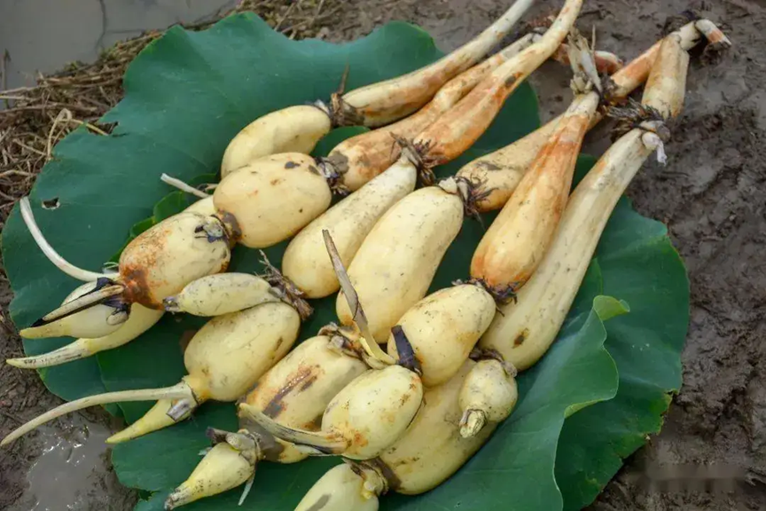 4 loại rau chứa đầy ký sinh trùng nhưng nhiều người vẫn vô tư ăn sống, tái mỗi ngày- Ảnh 1.