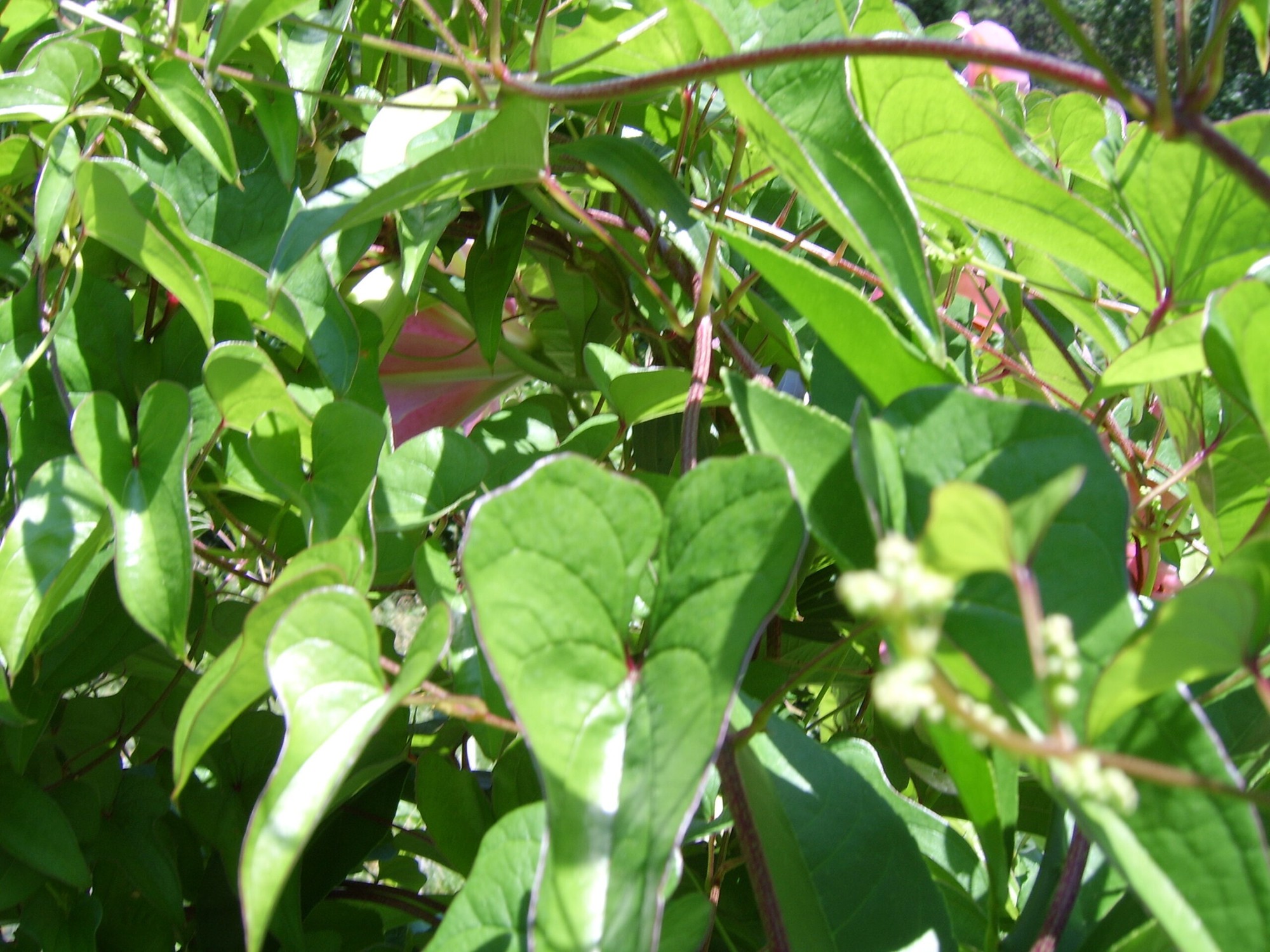 Việt Nam có loại củ được ví là 'thuốc tiên': Chống rụng tóc cực đỉnh, giữ "phong độ" cho quý ông - Ảnh 2.