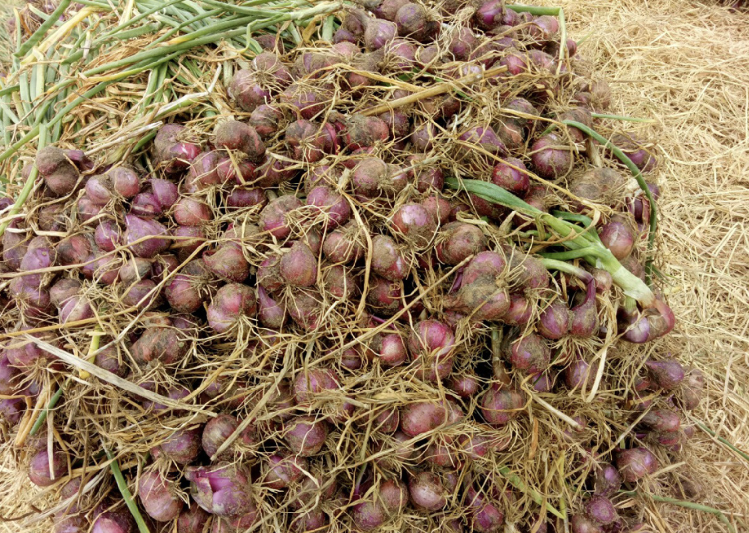 Cần Thơ bác bỏ Thông tin hơn 1 . 000 Người mù do trồng hành tím ở Vĩnh Châu - Ảnh 2. Cần Thơ bác bỏ Thông tin hơn 1 . 000 Người mù do trồng hành tím ở Vĩnh Châu - Ảnh 2.