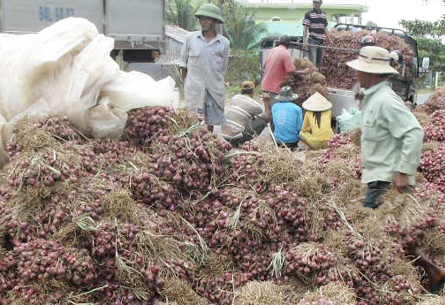 Cần Thơ bác bỏ Thông tin hơn 1 . 000 Người mù do trồng hành tím ở Vĩnh Châu - Ảnh 3. Cần Thơ bác bỏ Thông tin hơn 1 . 000 Người mù do trồng hành tím ở Vĩnh Châu - Ảnh 3.